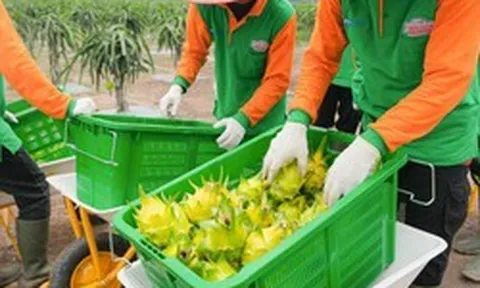 Không phải Thái Lan, một quốc gia Đông Nam Á quyết tâm cạnh tranh thanh long với Việt Nam: Tạo ra giống vỏ vàng khác biệt, nắm giữ lợi thế quan trọng