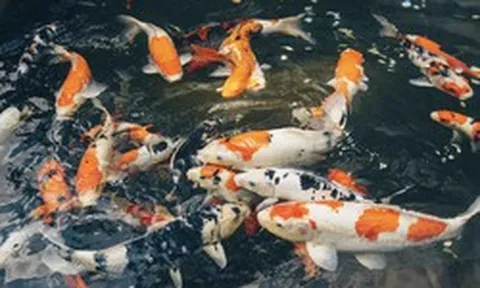 Vì sao chúng ta không ăn cá Koi?