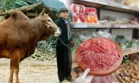 Việt Nam nghiên cứu giống bò cao cấp theo cách Nhật làm với Wagyu, có phần thịt giá hơn 1,2 triệu đồng/kg