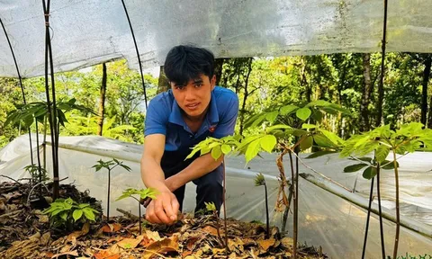 Gian nan giữ "vàng xanh" giữa đại ngàn Quảng Ngãi