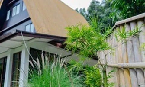 10 loại cây chớ nên trồng sát cửa nhà