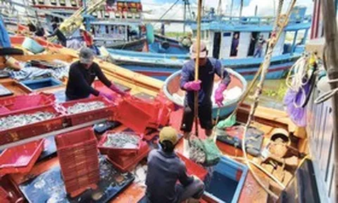 Thâu đêm dò luồng cá cơm trên biển Quảng Ngãi