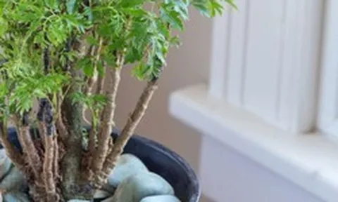 Vì sao nhiều gia đình trồng 1 cây đinh lăng trước nhà? Hóa ra không chỉ để lấy lá ăn
