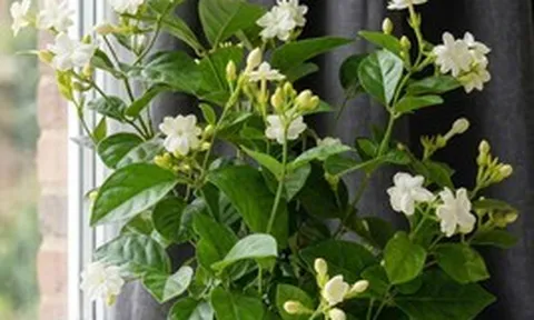 Lời khuyên dành cho những gia đình đang trồng cây hoa nhài