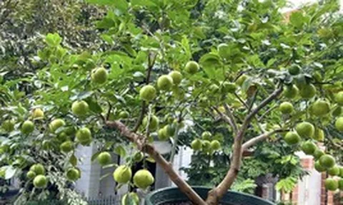 Nhiều gia đình trồng cây chanh trong sân vườn, hóa ra không chỉ để lấy lá, quả