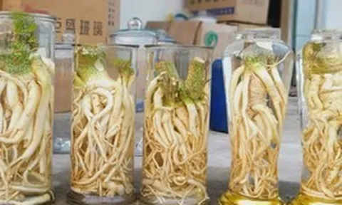 Lời khuyên cho những ai uống rượu ngâm đinh lăng