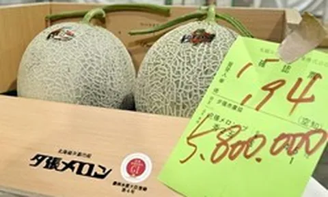 Dưa lưới gần 1 tỷ đồng/cặp có gì đặc biệt?