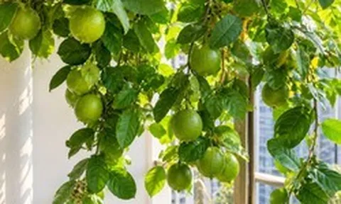 Tin vui cho những người đang trồng cây chanh