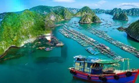 Việt Nam có làng chài lâu hơn kim tự tháp Ai Cập hơn 2.000 năm: Đào lên được 88 đầu cá biển, giờ vẫn 300 hộ sống trên mặt nước