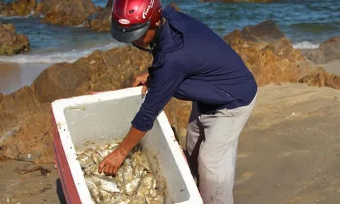 Thông báo kết quả phân tích vụ cá chết trôi dạt bờ biển Quảng Trị