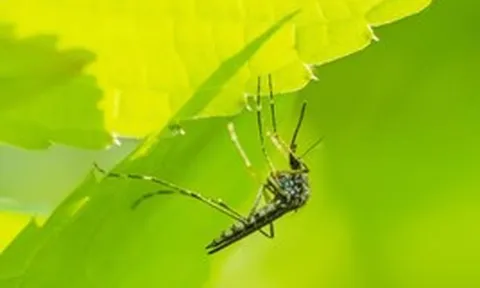 6 loại cây “dụ” muỗi tới nhà: Nếu đang trồng, hãy cẩn trọng