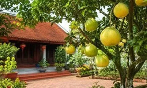 Ngày càng nhiều gia đình trồng bưởi, hóa ra không chỉ để lấy quả
