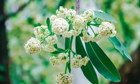 Khách Tây nghĩ sao về hương hoa sữa tại Hà Nội?