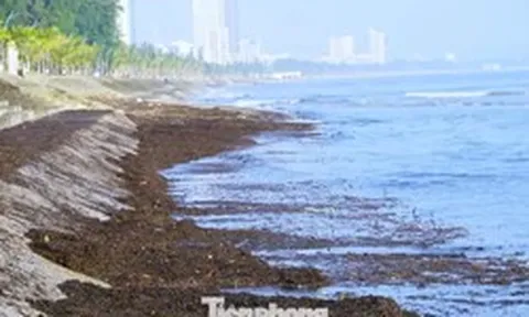 Cảnh tượng lạ ở biển Cửa Lò