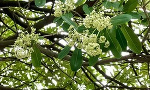 Vì sao có người mê mùi hoa sữa, có người ngửi thôi đã đau đầu, chóng mặt?