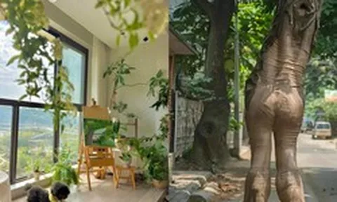 Ông bà nói: Đừng mang cây dữ vào nhà, cây càng thịnh thì người càng suy - Sự thật là gì?
