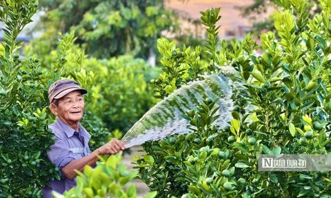 Gần 4 tháng nữa mới đến Tết, quất cảnh Hội An đã được thương lái đặt cọc gần hết