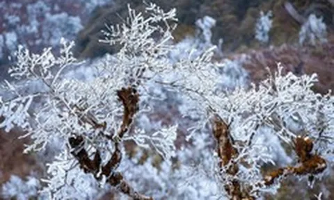 Phát hiện đỉnh núi cao hơn 1.500m ở Việt Nam, từng lạnh dưới 0°C, cây cối phủ trắng băng giá như trời Âu