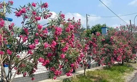 Hà Nội cấm trồng 18 loại cây nơi công cộng: Có tới 16 cây chứa độc tố và nguy hại sức khỏe