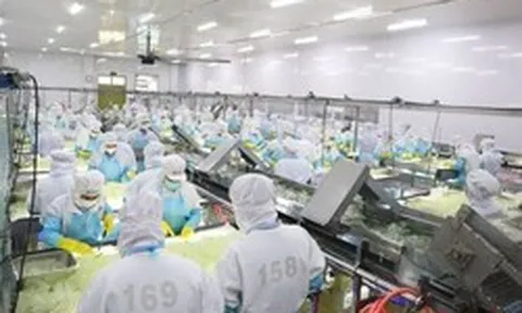 “Ông lớn” sản xuất nha đam, thạch dừa GC Food (GCF) bị phạt gần nửa tỷ đồng vì loạt vi phạm