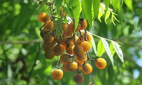 Vì sao Hà Nội cấm trồng loài cây quen thuộc với nhiều người Việt, là dược liệu trong nhiều bài thuốc dân gian?