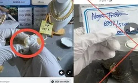 Mồi nhử tiền tỷ sau những phiên livestream khui ngọc trai