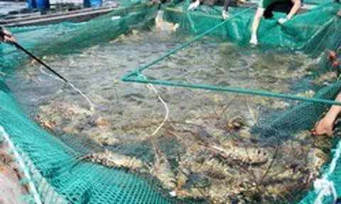 Doanh thu hàng nghìn tỷ đồng, một 'ông lớn' chuyên bán tôm hùm cho Trung Quốc sắp IPO
