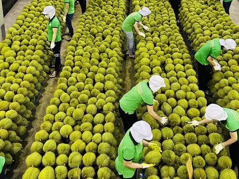 Lắp điện mặt trời tự dùng phải thông báo UBND cấp xã, ban hành kế hoạch "tháng cao điểm" chống khai thác IUU