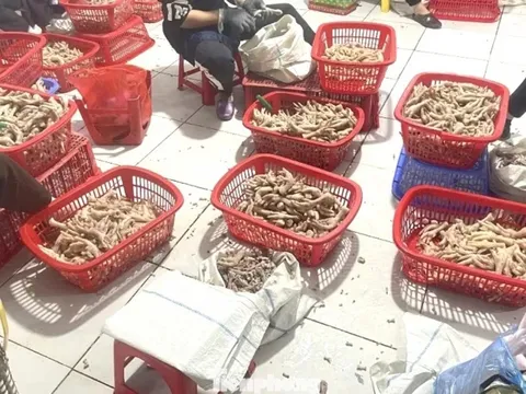 Thu giữ trên 3,5 tấn chân gà ‘bẩn’ ở khu vực biên giới