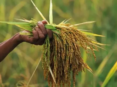 Buồn của quốc gia là vựa lúa lớn thứ 4 thế giới: Xuất khẩu gạo giảm gần 1 nửa trong 1 quý, đối thủ Ấn Độ gây áp lực với thuế suất 0%