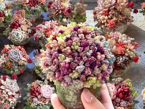 Sinh mùa hè dễ khuyết Thủy: Vì sao muốn “đổi vận” nên trồng cây sen đá?