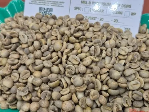 Giá cà phê hôm nay, 2-11: Điều chưa từng có ở vùng cà phê Sơn La