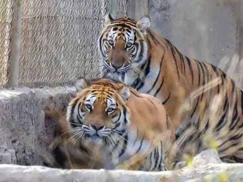 Kiệt quệ vì nuôi hổ trái phép, chủ trại ở Thanh Hóa giao 9 con hổ cho Vườn thú Hà Nội