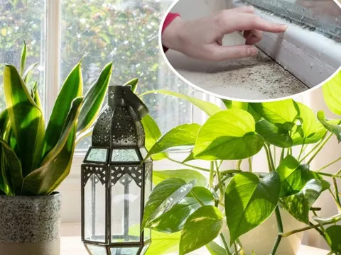 7 loại cây làm sạch không khí, hút ẩm và ngăn nấm mốc sinh sôi trong nhà