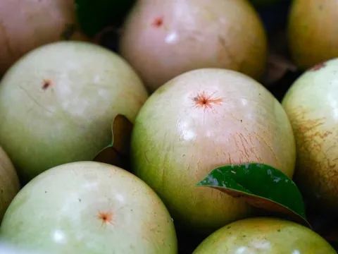 Loại quả “nông dân cứ trồng là có tiền” của Việt Nam được Mỹ cấp phép nhập khẩu lần đầu tiên