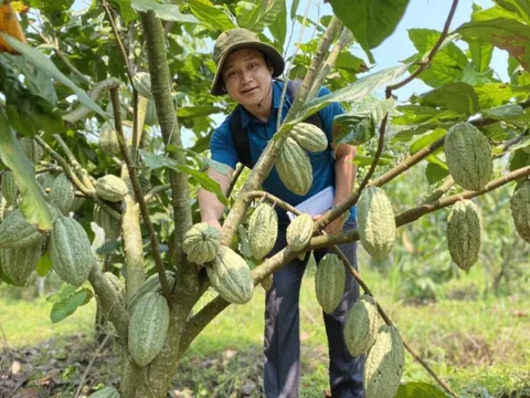 Sản xuất ca cao bền vững, bước đi tiên phong hướng tới thị trường tín chỉ carbon