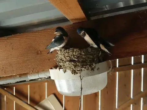 3 dấu hiệu dự báo Thần Tài đến nhà, gia chủ trúng mánh giàu to