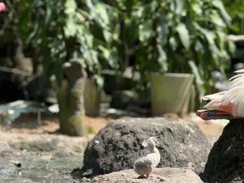 Những 'bé' thú quý hiếm chào đời ở Thảo Cầm Viên Sài Gòn