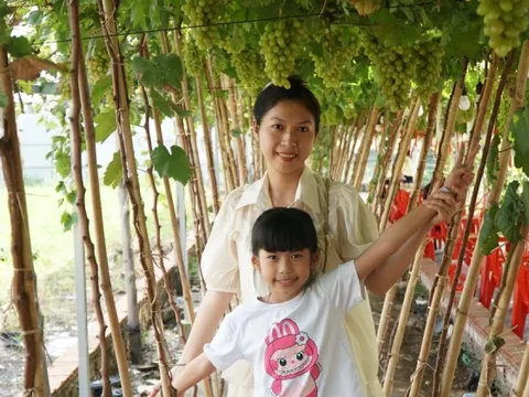 Uống cà phê xem cừu giữa vườn nho trĩu quả ở TPHCM