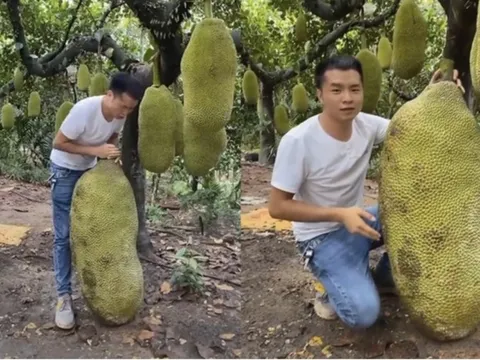 Quả mít to ngang 1 người lớn gây choáng MXH: Tưởng của hiếm, hoá ra đã trồng đầy ở Việt Nam