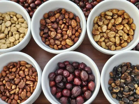 Giá cà phê hôm nay 21-11: Quay đầu tăng rất mạnh