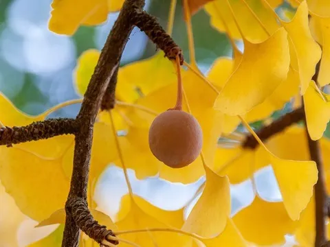 Trồng 5 cây trong nhà, gia chủ đắc tài đắc lộc, con cháu không lo nghèo khó