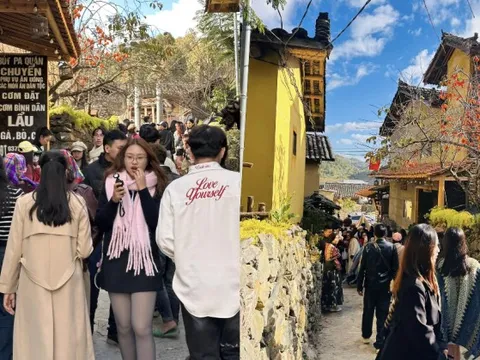 Cây hồng "khổ nhất" Việt Nam: Cả nghìn người kéo tới check-in mỗi ngày