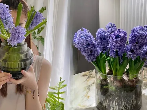 Nhiều chị em đang kháo nhau: Tết này nhất định phải trồng một chậu “hoa của các vị thần”, vừa thơm nhà vừa sang chảnh