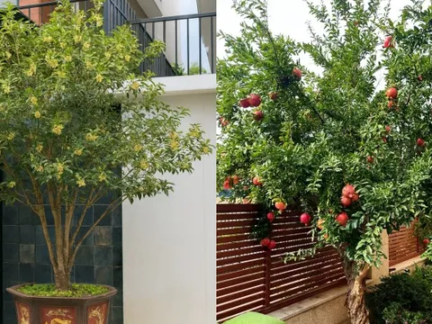 Sân nhà trồng 3 loại cây này: Càng trồng càng thấy nhà ấm, lộc về kín cổng