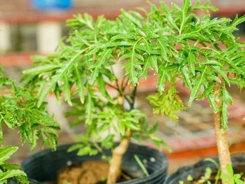 Loài cây này quý như vàng ròng: Lá là nhân sâm, càng trồng lâu càng thịnh vượng