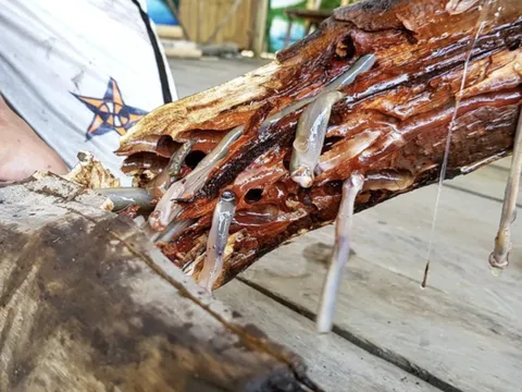 4 món đặc sản châu Á phải ăn tươi sống, Việt Nam cũng "góp mặt" một món