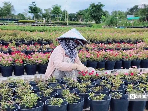 Sắc hoa Sa Đéc chuẩn bị đón Festival và Tết 2026