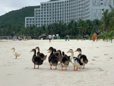 17 con vịt bị lũ cuốn trôi vào resort của ông Phạm Nhật Vượng: Vinpearl Nha Trang tổ chức thi đặt tên, thưởng 17 cặp vé