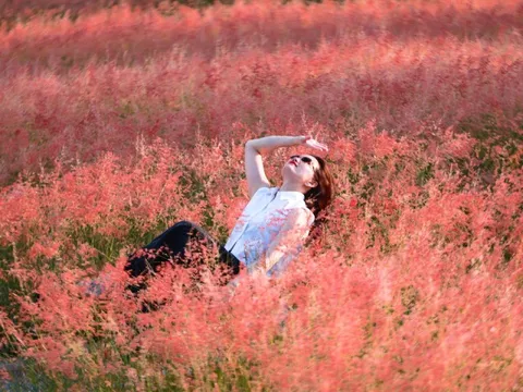 Đồi cỏ hồng như phim Hàn giữa cao nguyên Mộc Châu